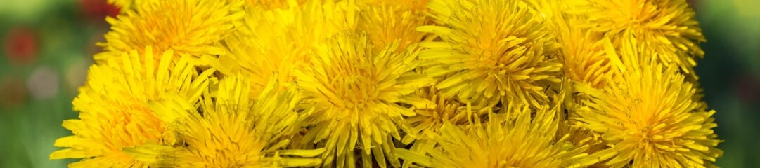 banner of Beautiful bouquet of yellow dandelions in the shape of a ball