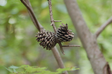 Obraz premium pine cone on tree