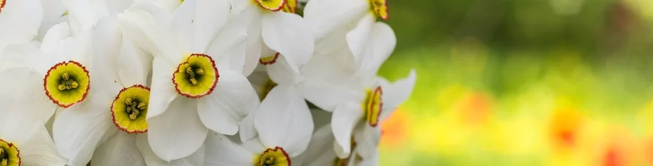 Dekokissen Banner mit Blumenstrauß aus kleinen weißen Narzissen © dashtik