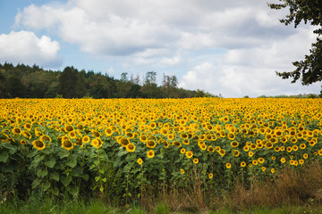 Bright sunflower field with sky and clouds