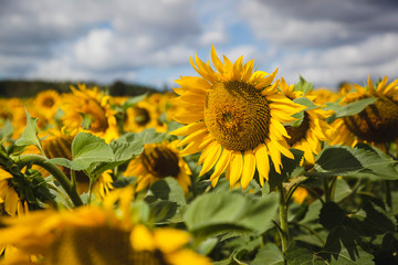 Bright sunflower field with sky and clouds