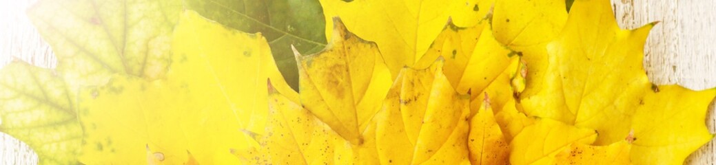 banner of Maple leaves on white wooden background arranged in fan shape with copy space