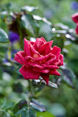 Fototapeta na wymiar beautiful rose flower in morning dew from my garden