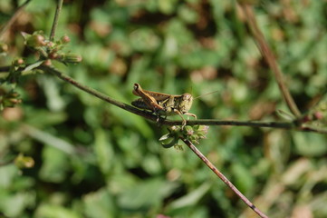 Grasshopper