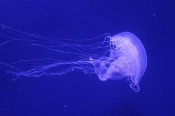 Jellyfish