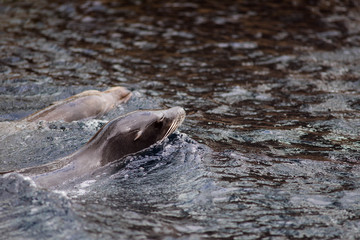 California sea lion swimming in the sea close up