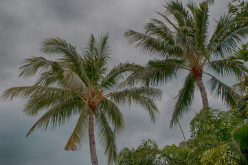 Fototapeta premium Palm Decay