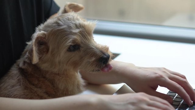 Woman working on laptop computer with her Norfolk Terrier dog