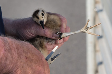 Obraz premium Ringing of a chick Eurasian curlew, Numenius arquata