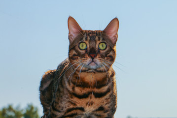 Naklejka premium portrait of a Bengal cat that sits on a fence at sunset