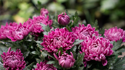 pink chrysanthemum flowers bloom