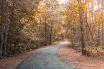 Naklejka premium Walkway in the midst of a temperate forest