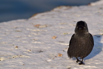 Ptak kawka zimą © Katarzyna