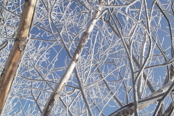 Зимний лес. Снег.