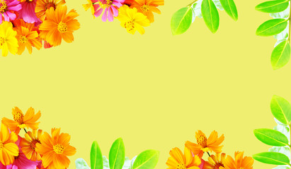 Beautiful mexican aster flowers on yellow background