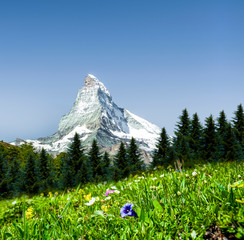 Matterhorn mit Enzianwiese
