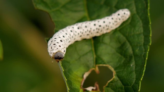A larva of figwort sawfly (Tenthredo scrophulariae) chewing on a big leaf in the garden. Close-up macro shot.