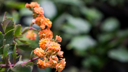 branch of a orange flowers kalanchoe 