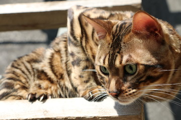 portrait of a Bengal cat on a wooden staircase in the village