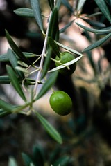 Green olive in the tree