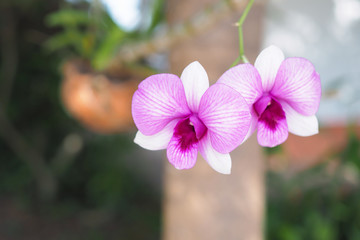Beautiful pink orchid flower in garden with blurred background