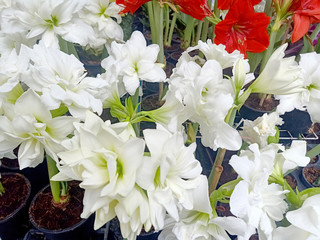 Large white flower in a pot