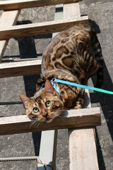 portrait of a Bengal cat on a wooden staircase in the village