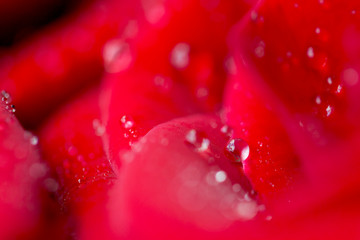 Close-up rose with water drops as a bright background. Defocused background for romantic lettering.