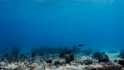 Kalmare beim Tauchen im Korallenriff in der Karibik © Heiko der Urlauber