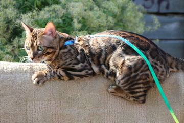 Bengal cat with a blue leash on a wooden staircase in the village fights with another cat