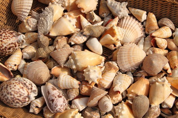 verschiedene Muscheln am Starnd