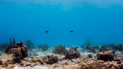 Fototapeta na wymiar Kalmare beim Tauchen im Korallenriff in Curacao, Karibik