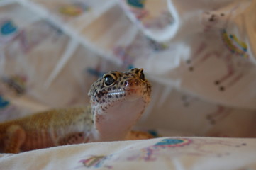 Leopard Gecko