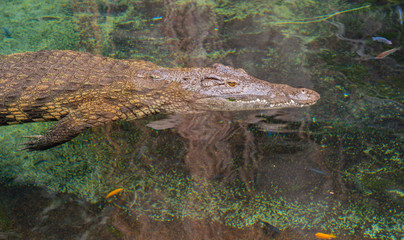 Krokodil schwimmt unter Wasser, Südafrika