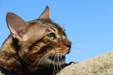 muzzle Bengal cat breed against the blue sky