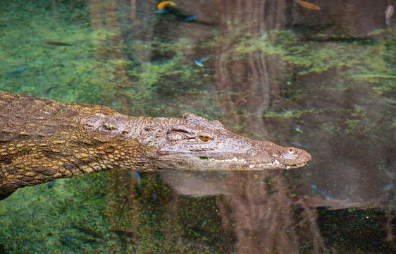 Krokodil schwimmt unter Wasser, S&uuml;dafrika