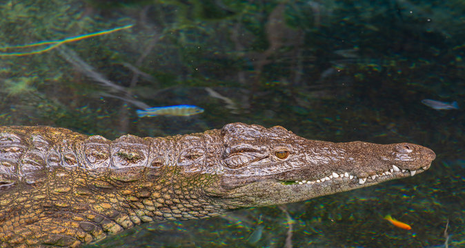 Krokodil schwimmt unter Wasser, S&uuml;dafrika