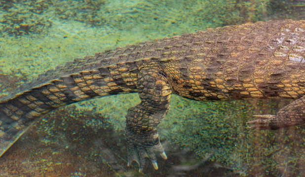 Krokodil schwimmt unter Wasser, S&uuml;dafrika