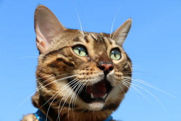 muzzle Bengal cat breed against the blue sky