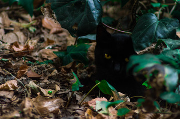 Photography of a black cat .