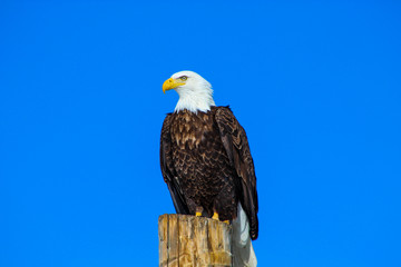 portrait of an american bald eagle