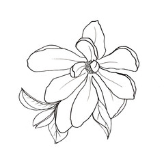 Illustratin outline flowers in vector style