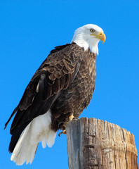 portrait of an eagle