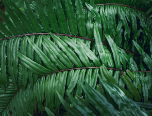 Green leaf for background dark tone