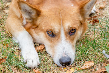 A dog with white and orange fur lies in the park on the grass and misses_