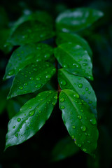 Green leaves background. Green leaves color tone dark in the morning.Tropical Plant in Thailand,environment,good air,fresh.photo concept nature and plant.