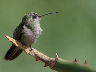 Broad-billed Hummingbird Sitting on an Agave