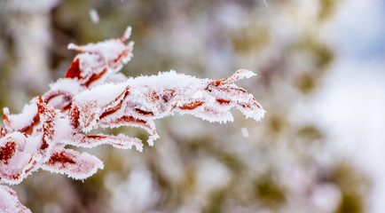 Snow covered branch with dry leaves on a background of trees in the forest_
