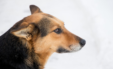 Closeup portrait of dog in profile on snow background