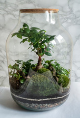 Small decoration plants in a glass bottle on a table in scandinavian interior/garden terrarium bottle/ forest in a jar. Terrarium jar with piece of forest with self ecosystem. Save the earth concept